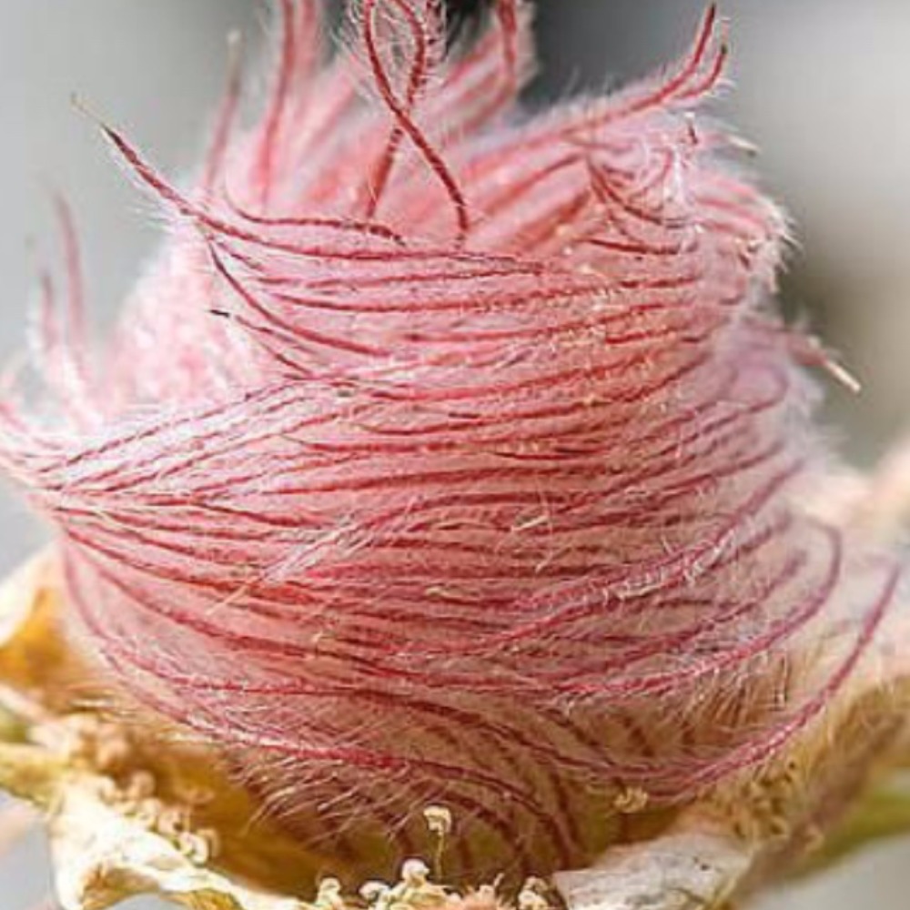 Meet your Posher, Ruthe